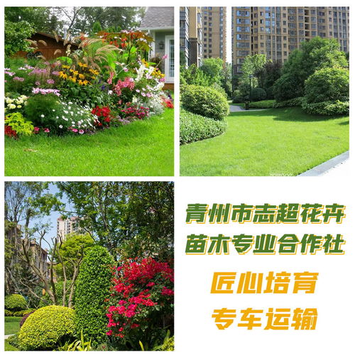 潍坊园林绿化,志超花卉合作社