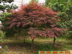 泰安园林绿化中心 产品名称 红枫